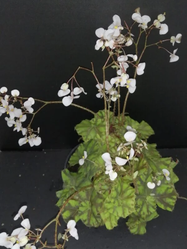 Begonia Zumba Magic colors (R), foto 2