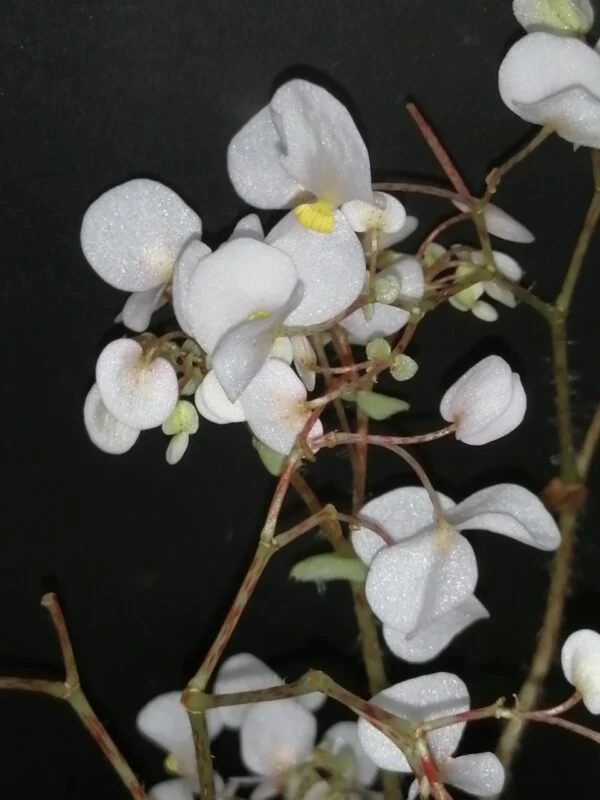 Begonia Zumba Magic colors (R), foto 3