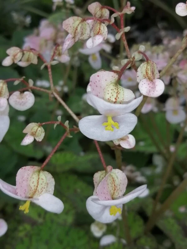 Begonia Lime Green Fever, foto 4