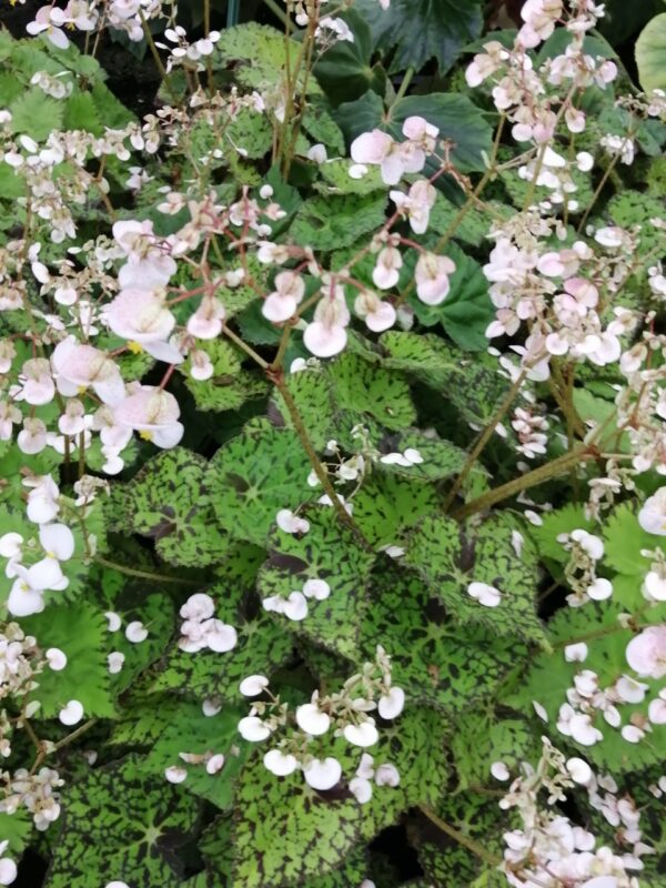 Begonia Lime Green Fever, foto 5