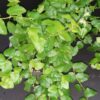 Ficus pumila, pianta da esterno