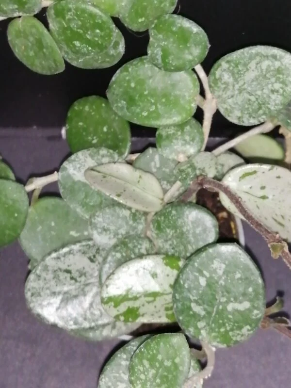Hoya Mathilde splash micro, pianta da interno