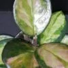 Hoya australis ssp. tenuipes Lisa, pianta da interno