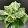 Philodendron Birkin White Measure, pianta da interno