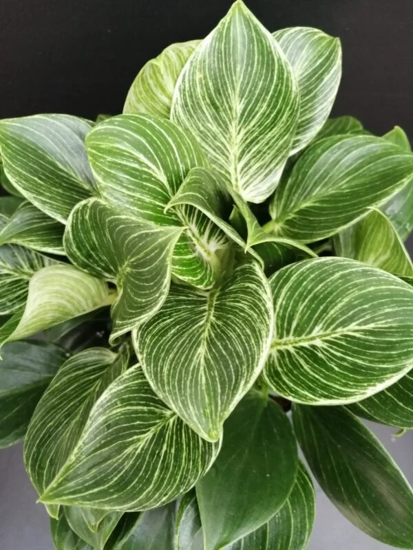 Philodendron Birkin White Measure, foto 2