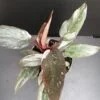 Philodendron Pink Princess PIANTA GIOVANE, pianta da interno