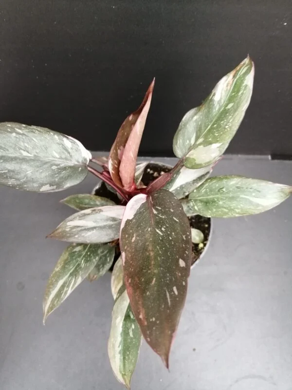 Philodendron Pink Princess PIANTA GIOVANE, pianta da interno
