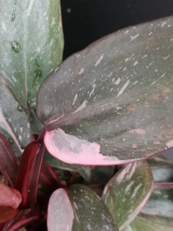 Philodendron Pink Princess PIANTA GIOVANE, foto 2