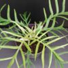 Philodendron bipinnatifidum Tortum, pianta da interno