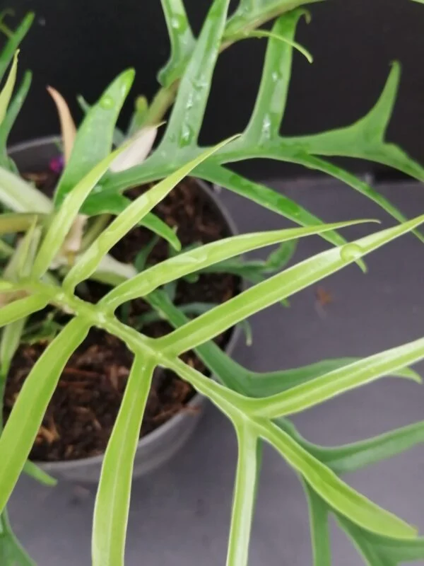 Philodendron bipinnatifidum Tortum, foto 3