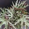 Begonia U614, pianta da interno