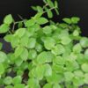 Callisia repens, pianta da interno