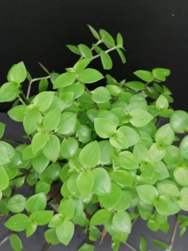 Callisia repens, pianta da interno