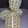 Labisia Turtle Back, pianta da interno
