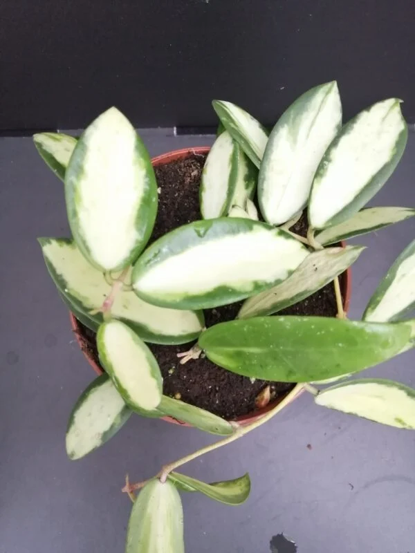 Hoya verticillata inner variegated, pianta da interno