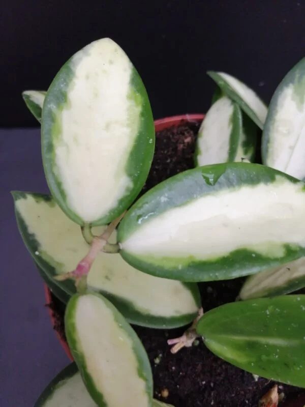 Hoya verticillata inner variegated, foto 2