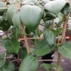 Hoya calycina Stargazer, pianta da interno