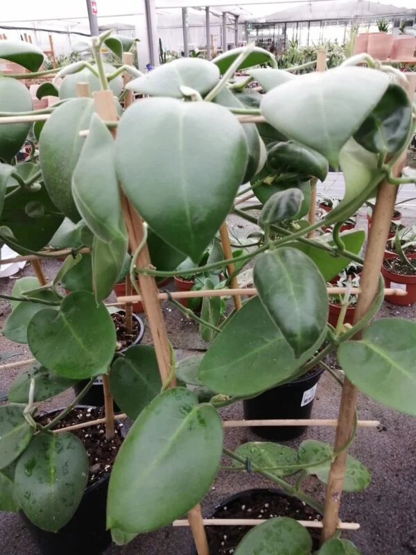 Hoya calycina Stargazer, pianta da interno