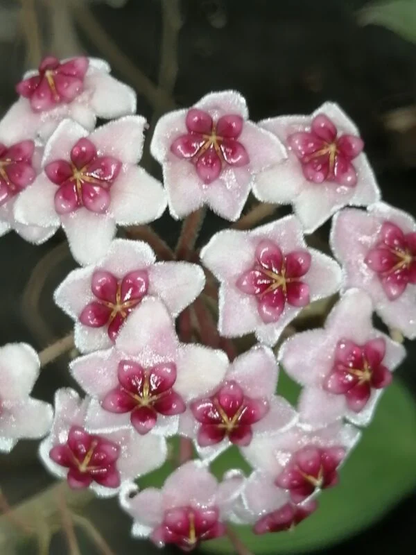 Hoya obovata, foto 3