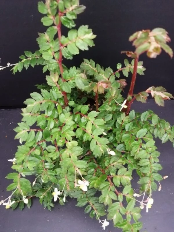 Begonia foliosa var. miniata, pianta da interno