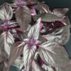 Iresine herbstii Blood Leaf, pianta da interno e da esterno