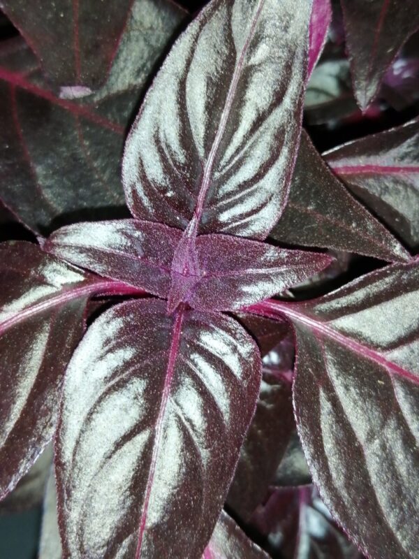 Iresine herbstii Blood Leaf, foto 2