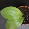Hoya Puom Siam Ruby, pianta da interno
