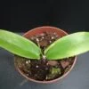 Hoya Black Dragon, pianta da interno