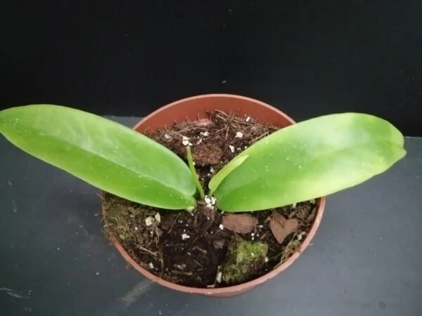 Hoya Black Dragon, pianta da interno