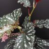 Begonia maculata Spotlight Dark, pianta da interno