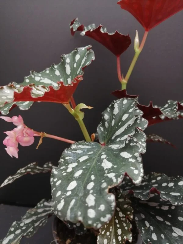 Begonia maculata Spotlight Dark, foto 4