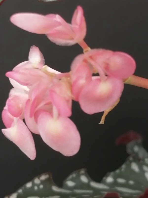 Begonia maculata Spotlight Green, foto 2