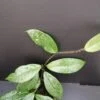 Hoya Stardust, pianta da interno