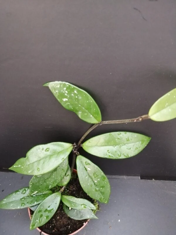 Hoya Stardust, pianta da interno