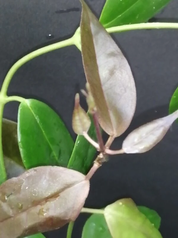 Hoya paziae, foto 2