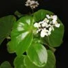 Begonia lachoensis, pianta da interno