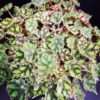 Begonia Tiger Paws, pianta da interno