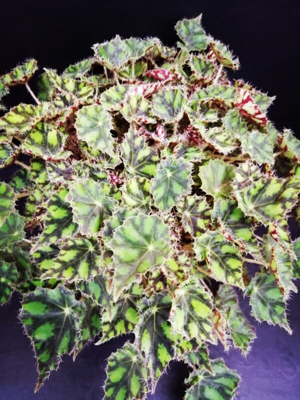 Begonia Tiger Paws, pianta da interno