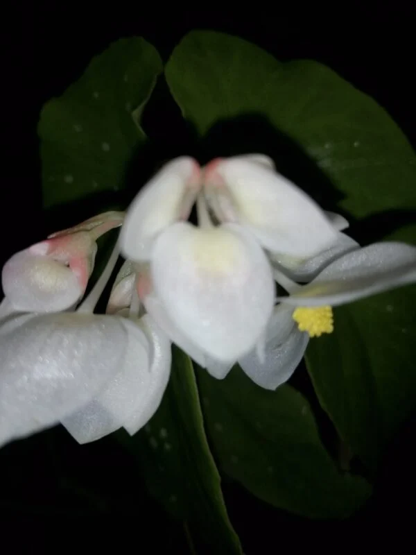 Begonia maculata Whitelighter, foto 3