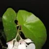 Begonia maculata Whitelighter, pianta da interno e da esterno
