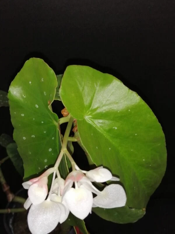 Begonia maculata Whitelighter, pianta da interno e da esterno