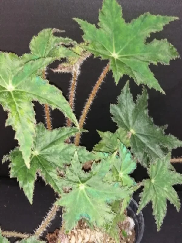 Begonia Elisabeth, pianta da interno