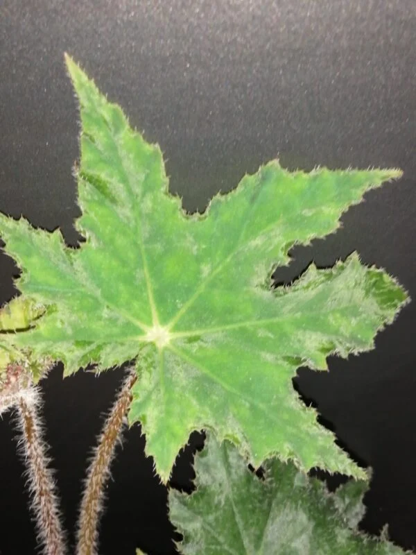 Begonia Elisabeth, foto 4
