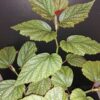 Begonia Argenteo guttata, pianta da interno