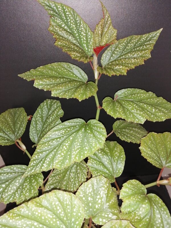 Begonia Argenteo guttata, pianta da interno