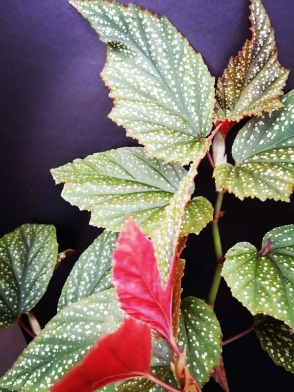 Begonia Argenteo guttata, foto 3