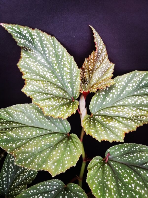 Begonia Argenteo guttata, foto 2