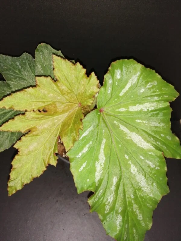 Begonia Kentwood, pianta da interno e da esterno