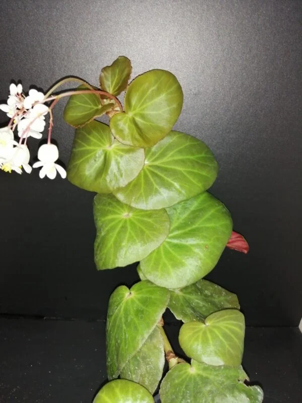 Begonia 'Stormbird', pianta da interno