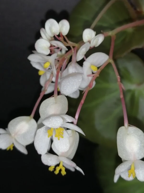 Begonia 'Stormbird', foto 3